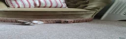 Mixed Breed cats for sale: Cat lover needed, new home for Brie in Ferryhill - Advert 9