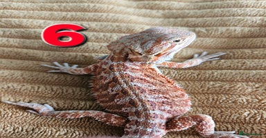 Bearded Dragon reptiles - Advert 1