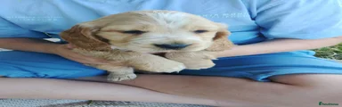 Cocker Spaniel 3