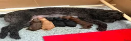 Miniature Poodle dogs for stud: Kc registered chocolate minature poodle stud in Haywards Heath - Advert 11