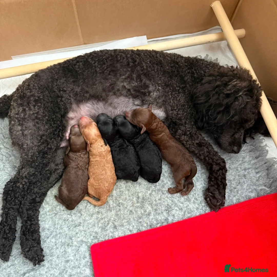 Miniature Poodle dogs for stud: Kc registered chocolate minature poodle stud in Haywards Heath - Advert 11