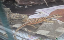 Bearded Dragon reptiles for sale: Bearded dragon babies available now  - Image 9