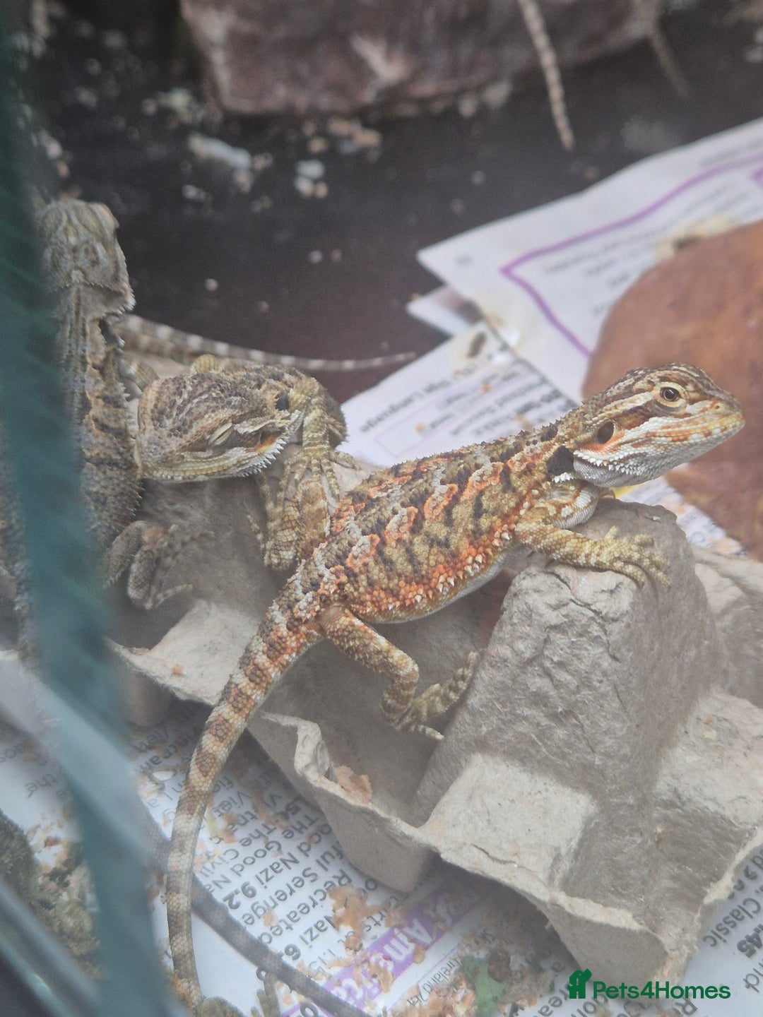 Bearded Dragon reptiles for sale: Bearded dragon babies available now  - Image 9