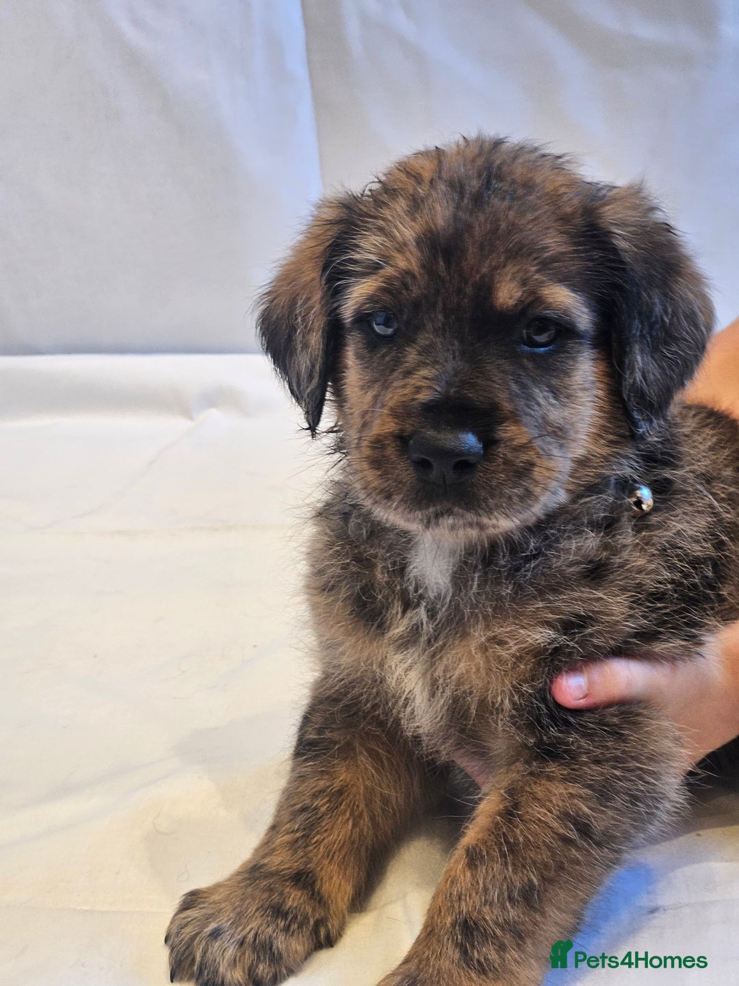 Mixed Breed dogs for sale: Rottweiler x poodle puppies ✨️ready now✨️ - Advert 28