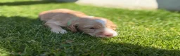 Cocker Spaniel dogs for sale: Gorgeous Cocker Spaniel puppies.  - Advert 25