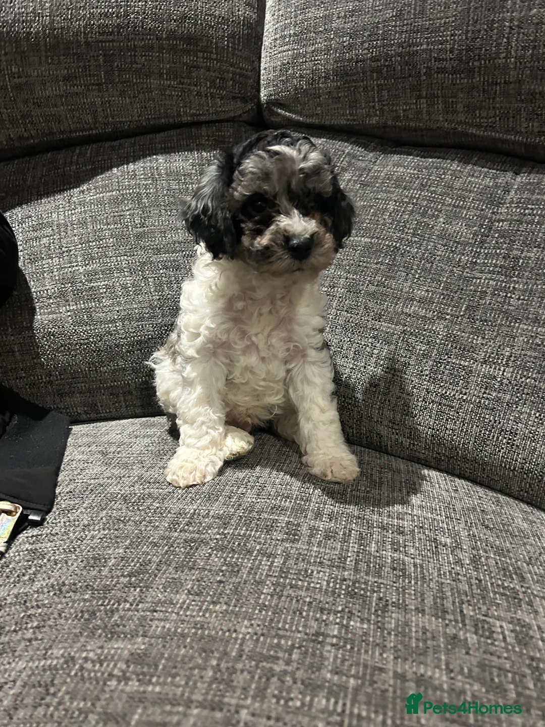 Cavapoochon dogs for sale: Cavapoochon puppies for sale  in Stoke-on-Trent - Advert 8