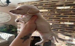 Miniature Dachshund dogs for sale: long haired miniature dachshund puppies - Image 5