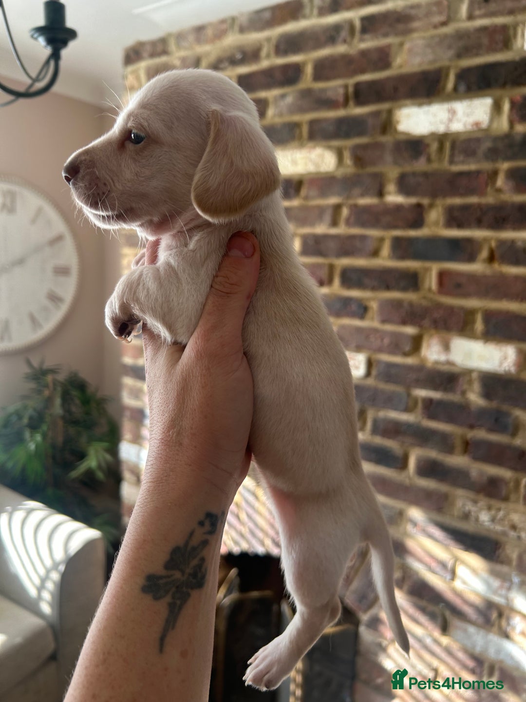 Miniature Dachshund dogs for sale: long haired miniature dachshund puppies - Image 5