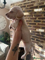 Miniature Dachshund dogs long haired miniature dachshund puppies - Advert 1