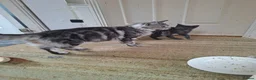 Maine Coon cats for sale: Gorgeous Blue Smoke Maine Coon Cross - Advert 13