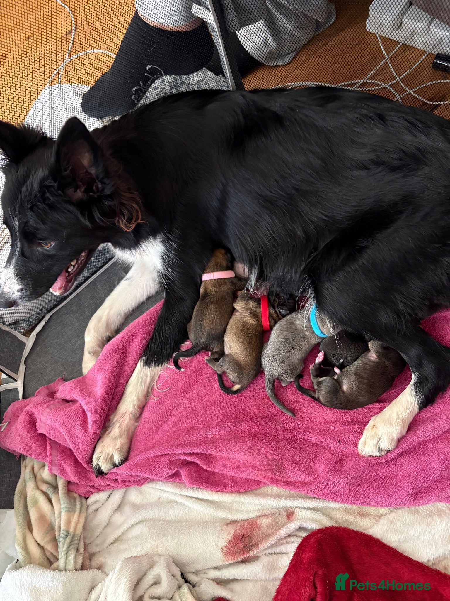 Mixed Breed dogs Border collie x Belgian Malinois  - Advert 1