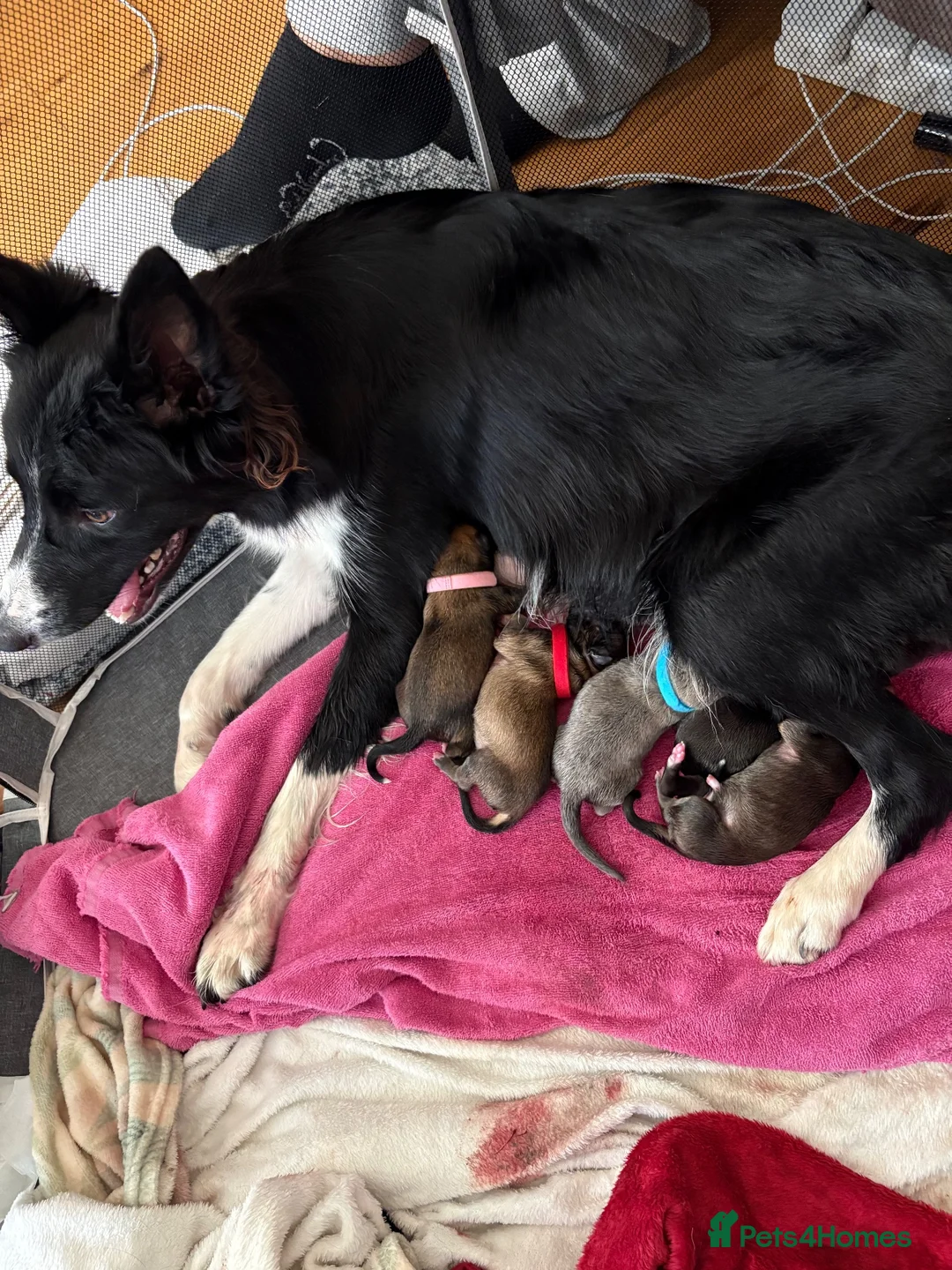 Mixed Breed dogs for sale: Border collie x Belgian Malinois  in Derby - Advert 1
