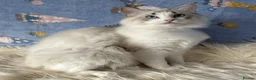 Ragdoll cats for sale: Two Sister TICA Registered Female Ragdoll - Advert 8