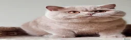 British Shorthair cats for sale: Kitten male bsh  - Advert 2