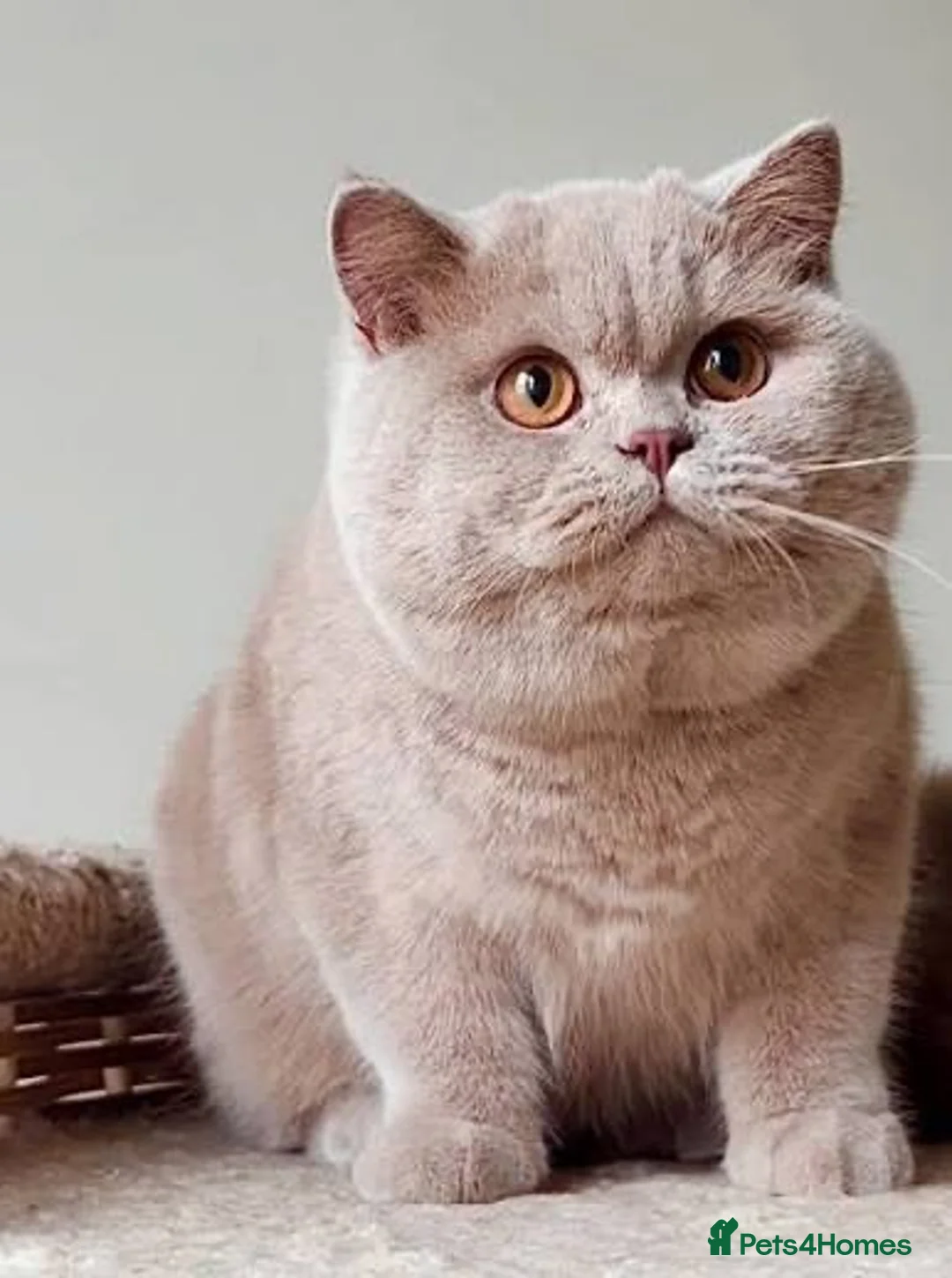 British Shorthair cats for sale: Kitten male bsh  - Advert 2