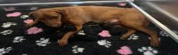 Labrador Retriever dogs for sale: Rosie's Litter Of Black Puppies - Advert 9