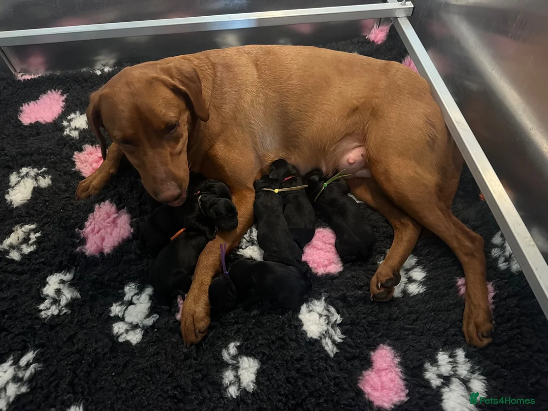Labrador Retriever dogs for sale: Rosie's Litter Of Black Puppies - Advert 9