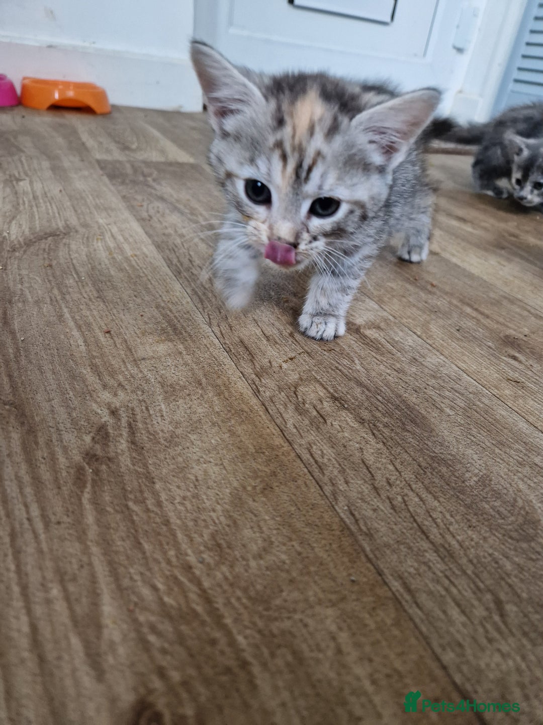 British Shorthair cats for sale: British short-hair x ragdoll  - Image 1