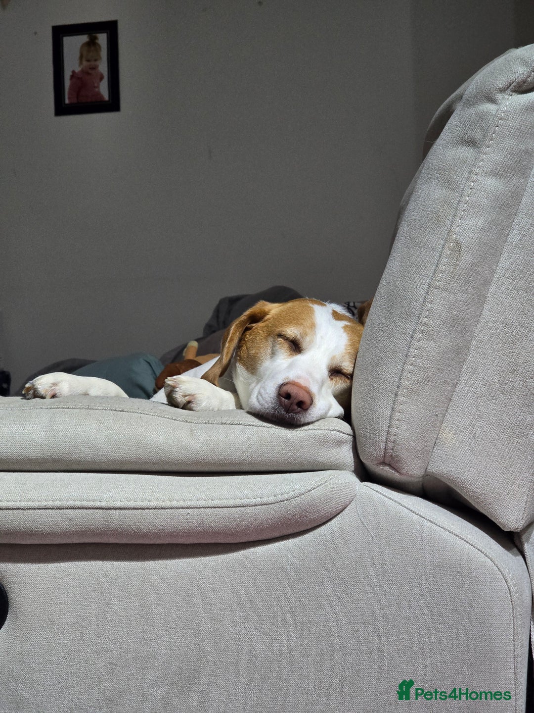 Beagle dogs for sale: 4 year old Beagle - Advert 4