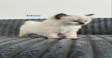 Ragdoll cats - Advert 8