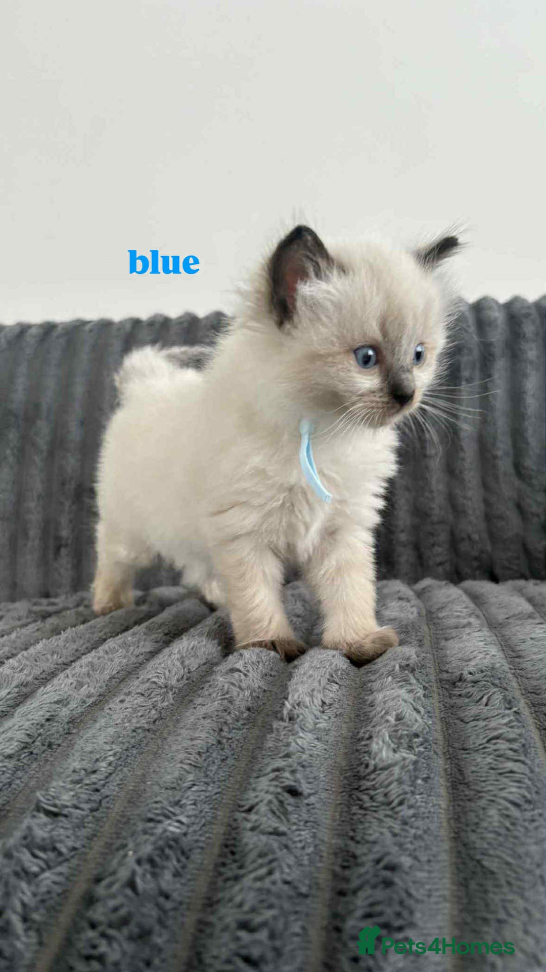 Ragdoll cats for sale: 5 Adorable Ragdoll Kittens🐾 - Image 2