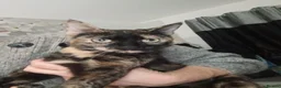 Mixed Breed cats for sale: Beautifull fluffy kittens - Advert 1