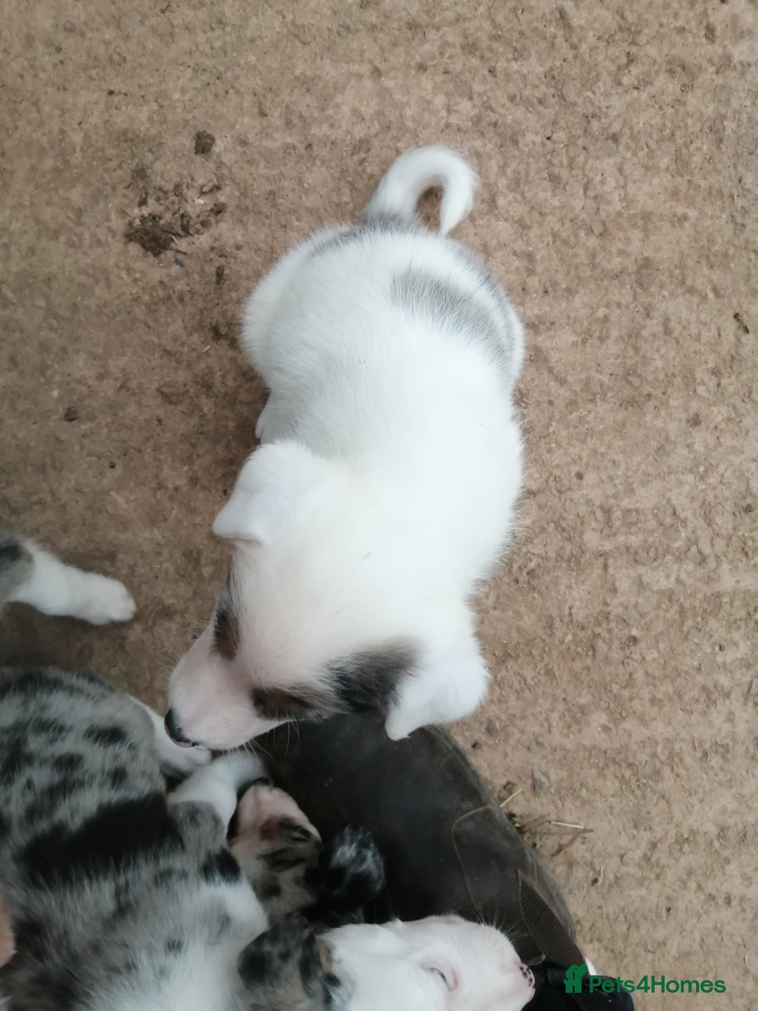 Bearded Collie dogs for sale: Beautiful blue merle collie pups! Workers or pets - Image 7