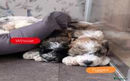 Poochon dogs for sale: Poochon pups stunning Rare colours - Image 31