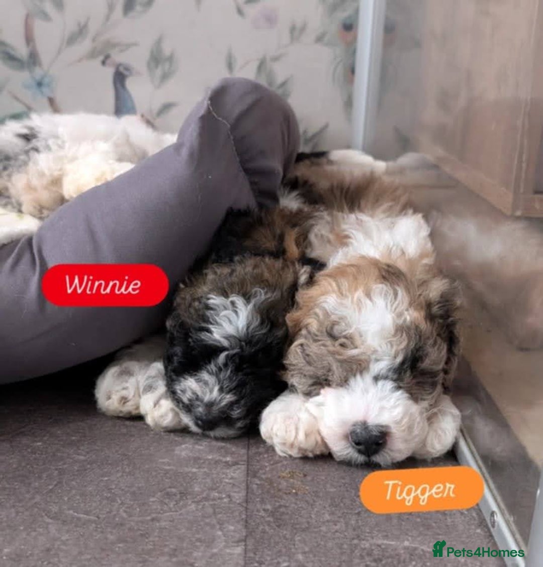 Poochon dogs for sale: Poochon pups stunning Rare colours - Image 31