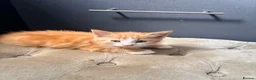 Maine Coon cats for sale: Mainecoon cross kittens - Advert 10