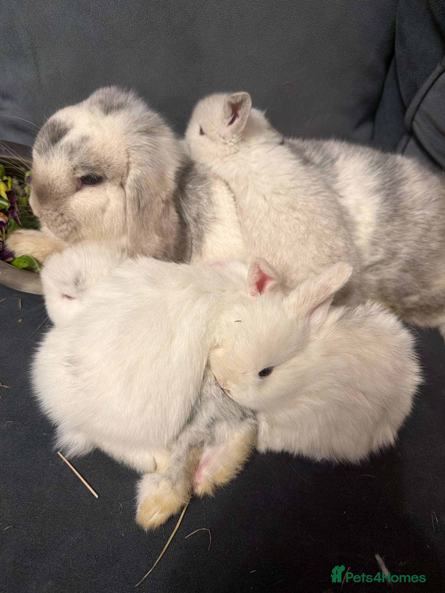 Mini Lop rabbits 3 magpie mini lops  - Advert 3
