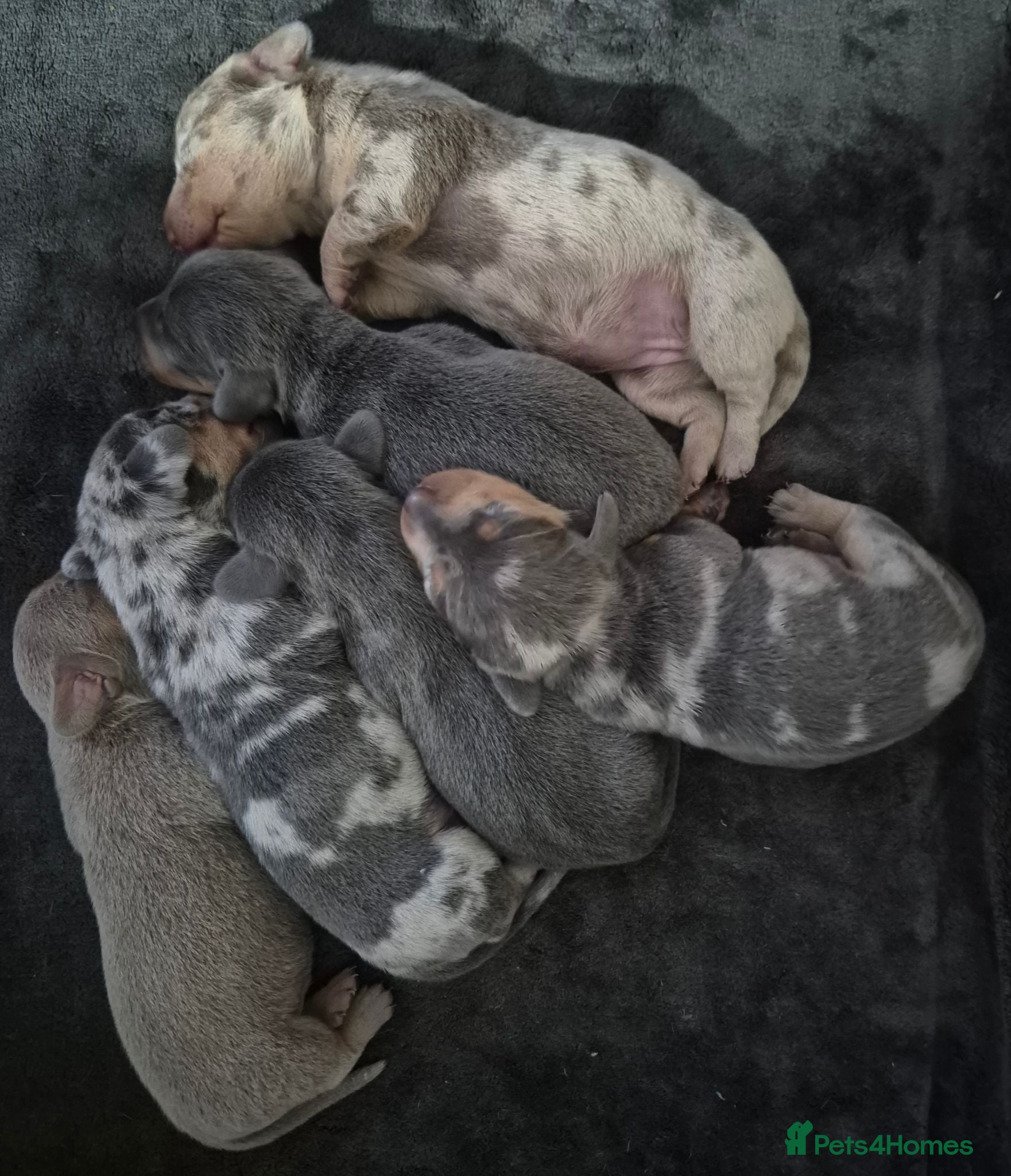 Miniature Dachshund dogs Miniature Dachshund puppies - Advert 2