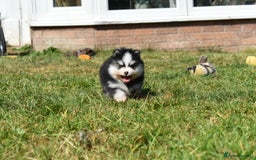 Pomsky dogs for sale: Genuine Toy Size Pomskies - Image 9