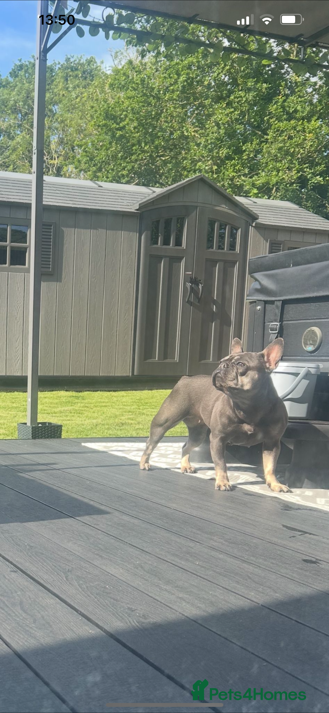 French Bulldog dogs for sale: Fluffy carriers - Image 2
