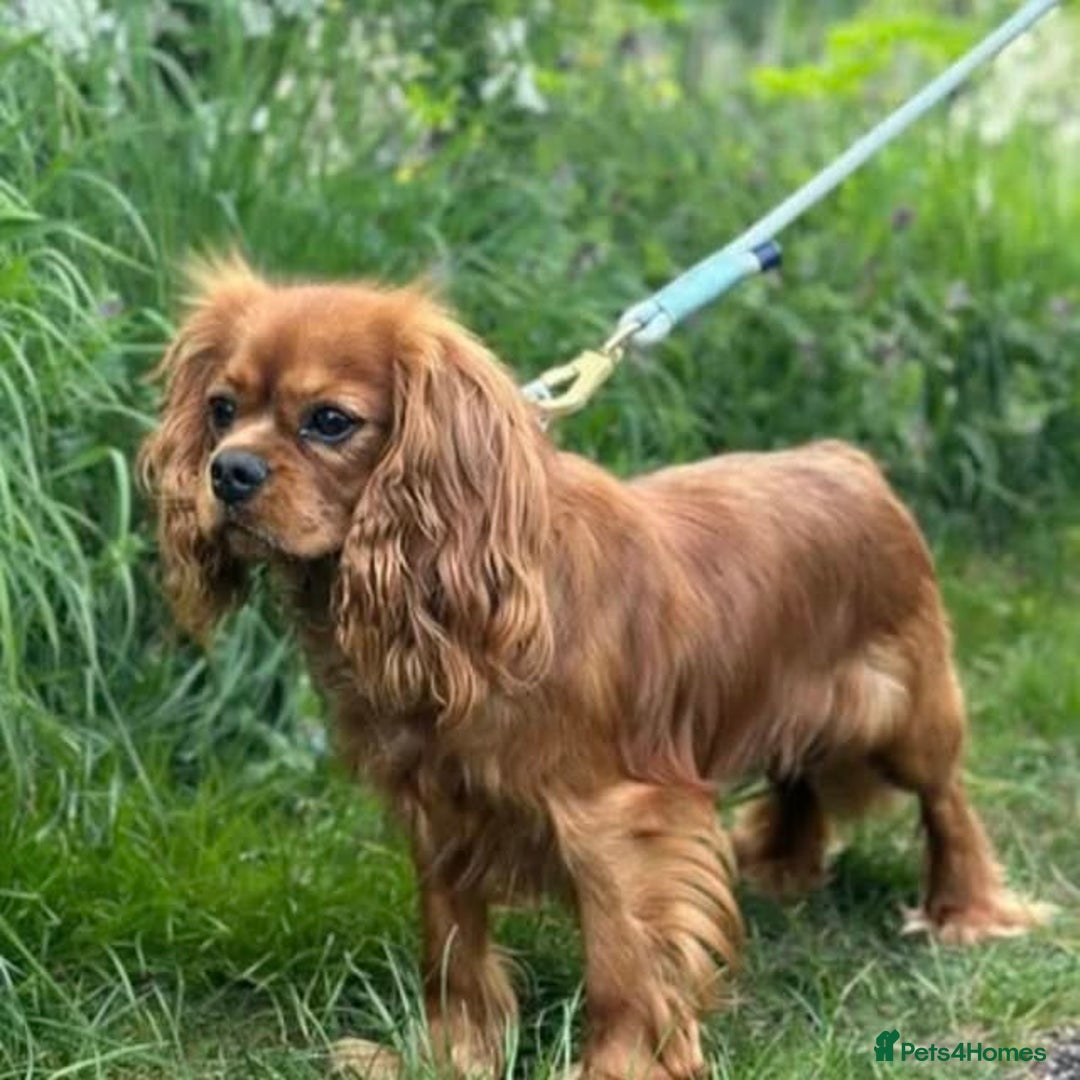 Cavapoo dogs for sale: Stunning Cavapoo Puppies - Advert 21