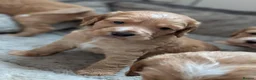 Cocker Spaniel dogs for sale: Working cocker spaniels in Barnsley - Advert 4