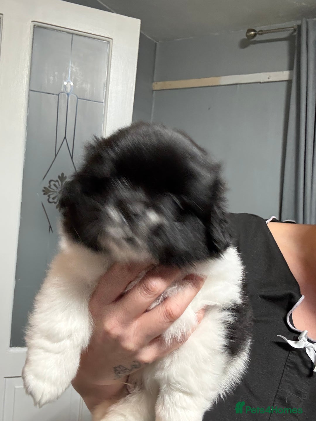 Mixed Breed dogs for sale: 2 Shihtzu cross Pomerania puppies  - Advert 15