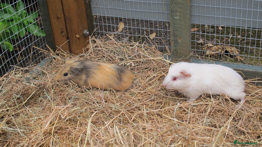Guinea Pig rodents for sale: beautiful male guinea pigs - Image 11