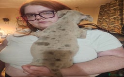 American Bulldog dogs for sale: American bulldog puppies - Advert 4