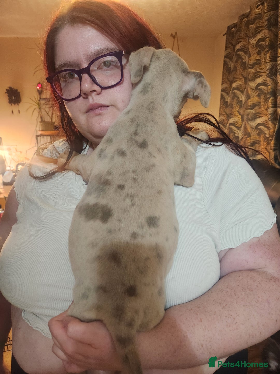 American Bulldog dogs for sale: American bulldog puppies - Advert 4