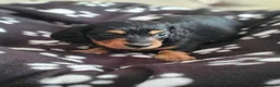 Miniature Dachshund dogs for sale: Last beautiful long haired fur baby - Advert 6