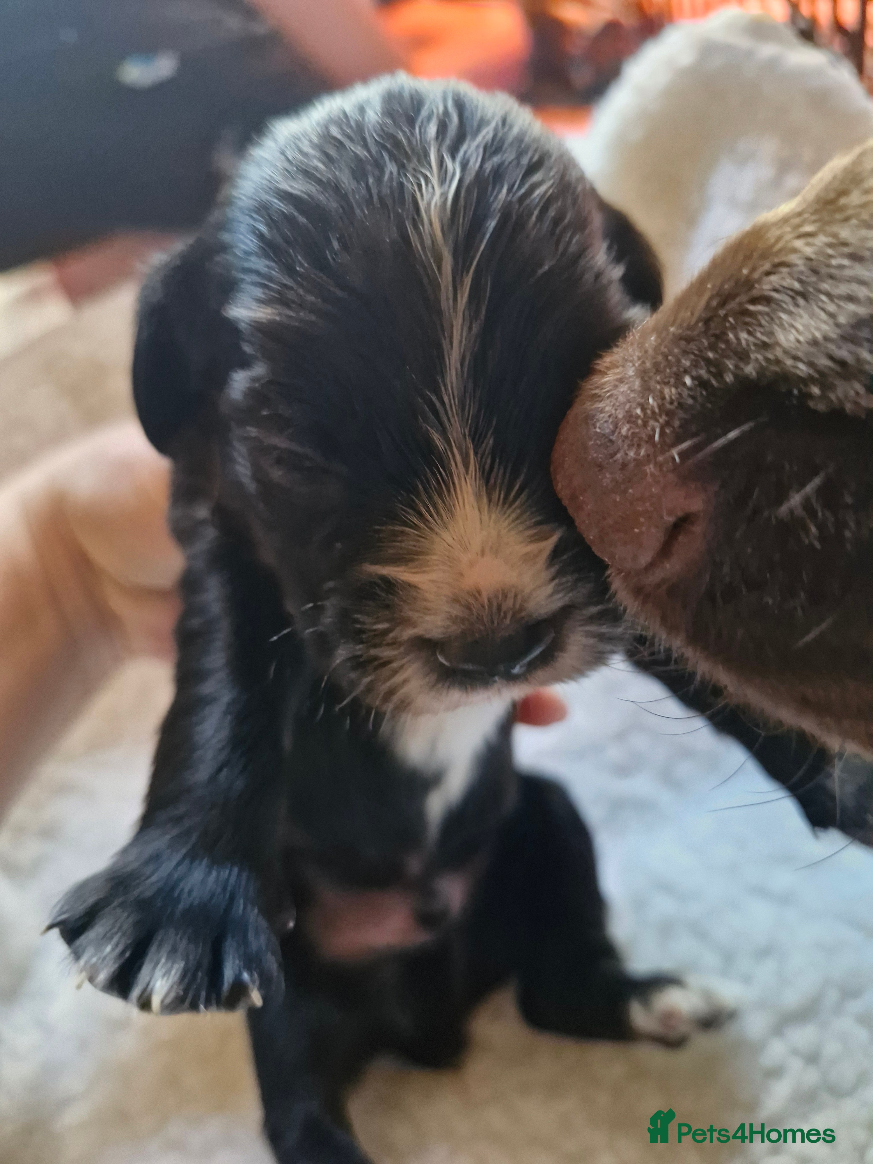 Cocker Spaniel dogs Two beautiful Cocker boys - Advert 1