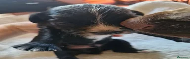 Cocker Spaniel Puppy 2