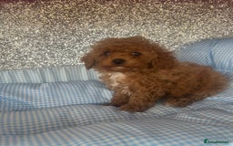 Cavapoo dogs for sale: F1 b cavapoo puppies 🐶  - Image 20