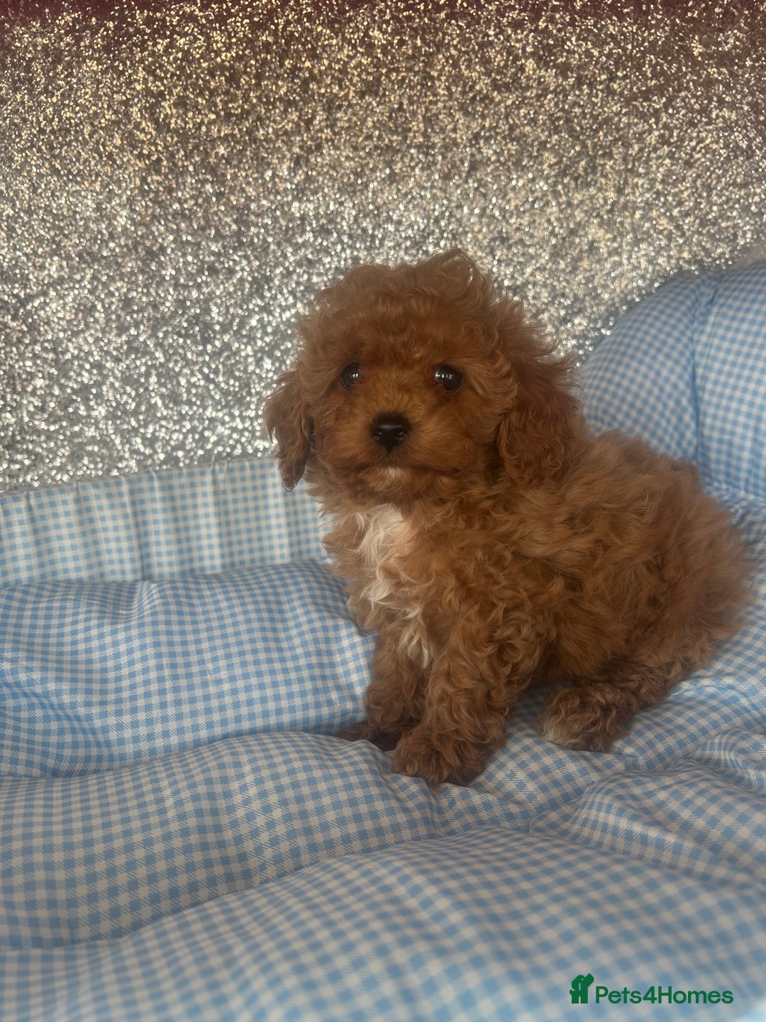 Cavapoo dogs for sale: F1 b cavapoo puppies 🐶  - Image 20