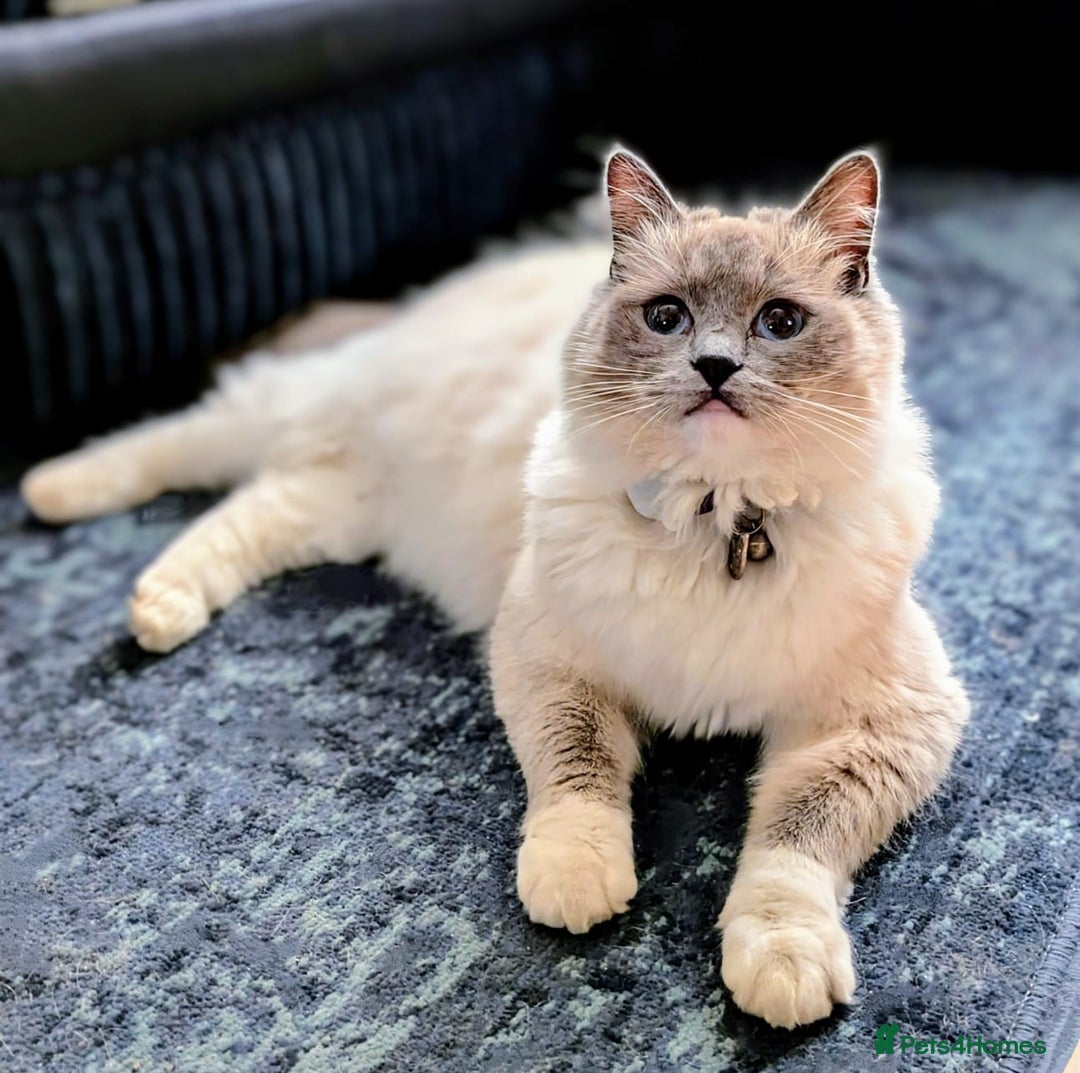 Ragdoll cats for sale: Mitted blue-point pure Ragdoll - Image 9