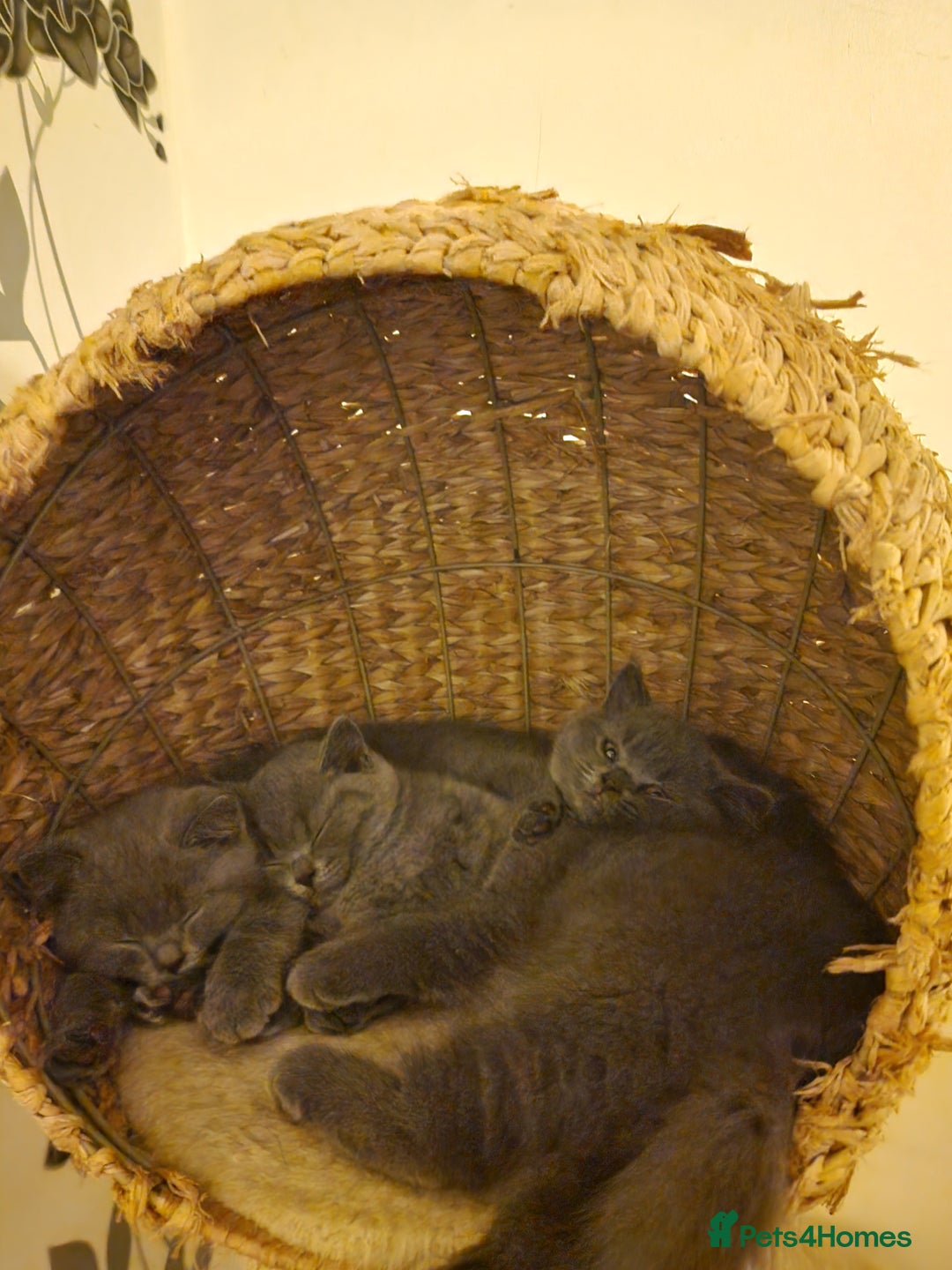 British Shorthair cats for sale: Fluffy British Shorthair Kitten  - Advert 2