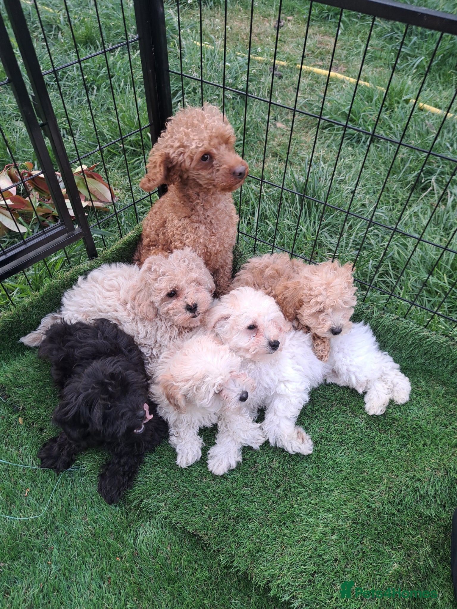 Cavapoo dogs Vet Checked F1 Cavapoo Puppies  - Advert 3