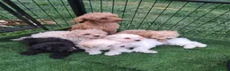 Cavapoo dogs for sale: Vet Checked F1 Cavapoo Puppies  - Advert 3