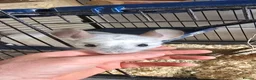Chinchilla rodents for sale: 2 Male chinchillas - Advert 4